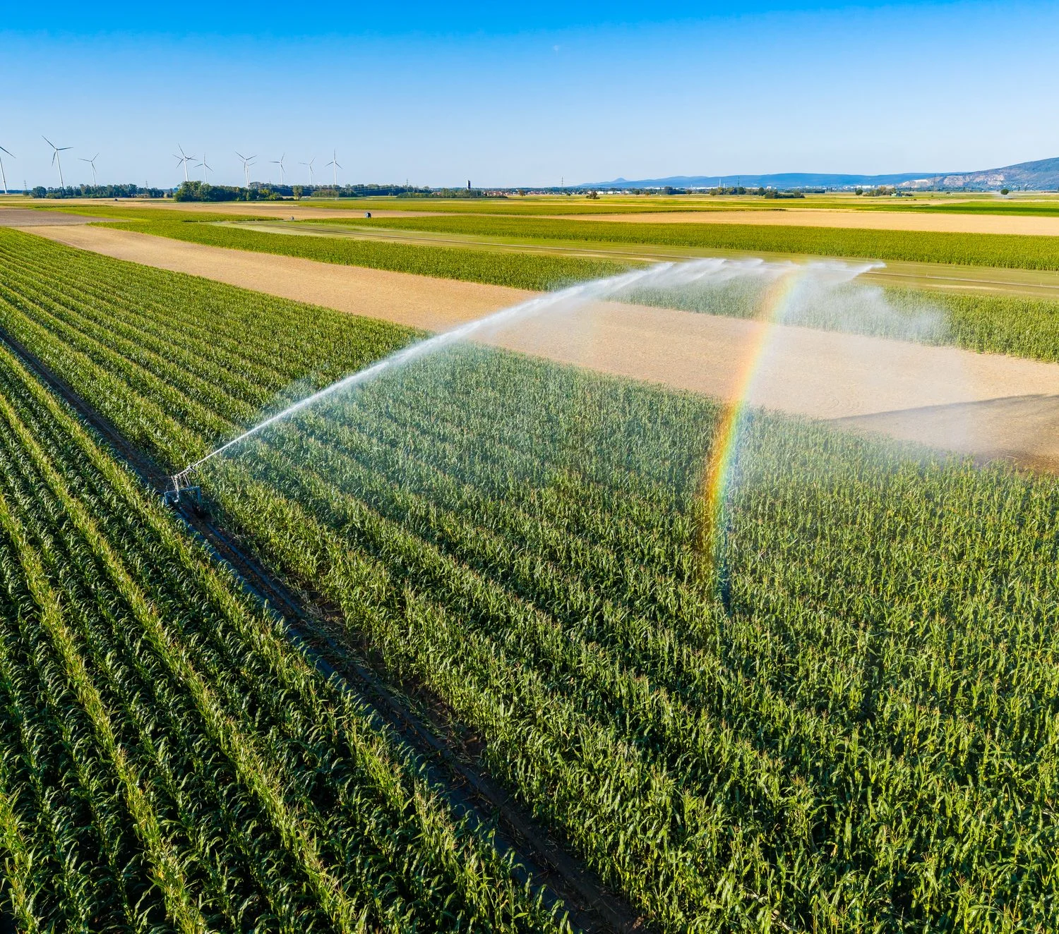 Sprinklers irrigating rows of crops on a large farm under a blue sky